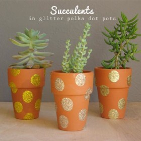 Potted Succulent Gifts