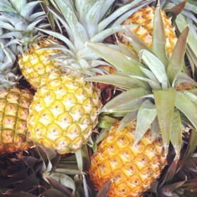 Window Shopping: Pineapple Pretties