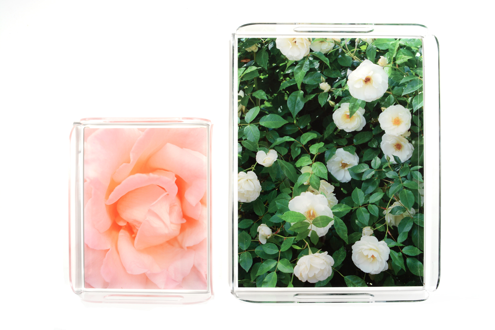 garden rose trays